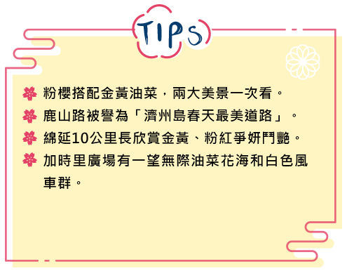 粉櫻搭配金黃油菜，兩大美景一次看