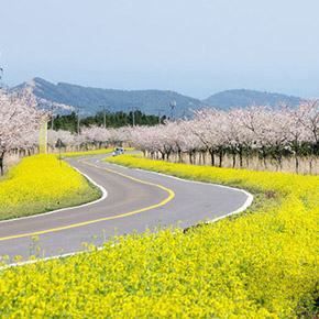 韓國濟州鹿山路