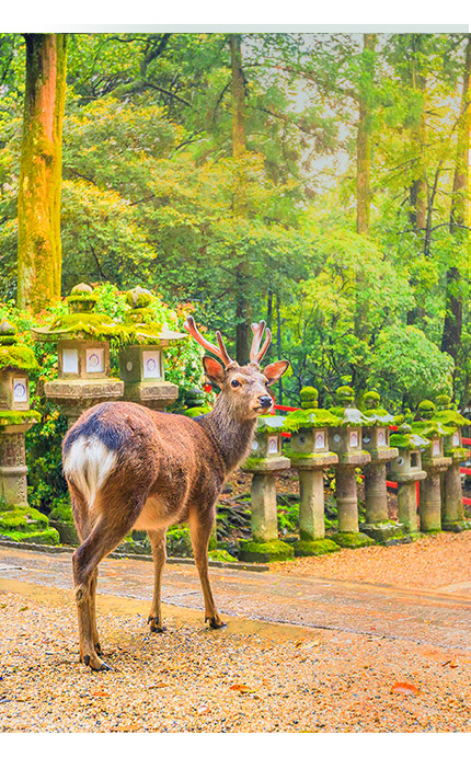 奈良公園