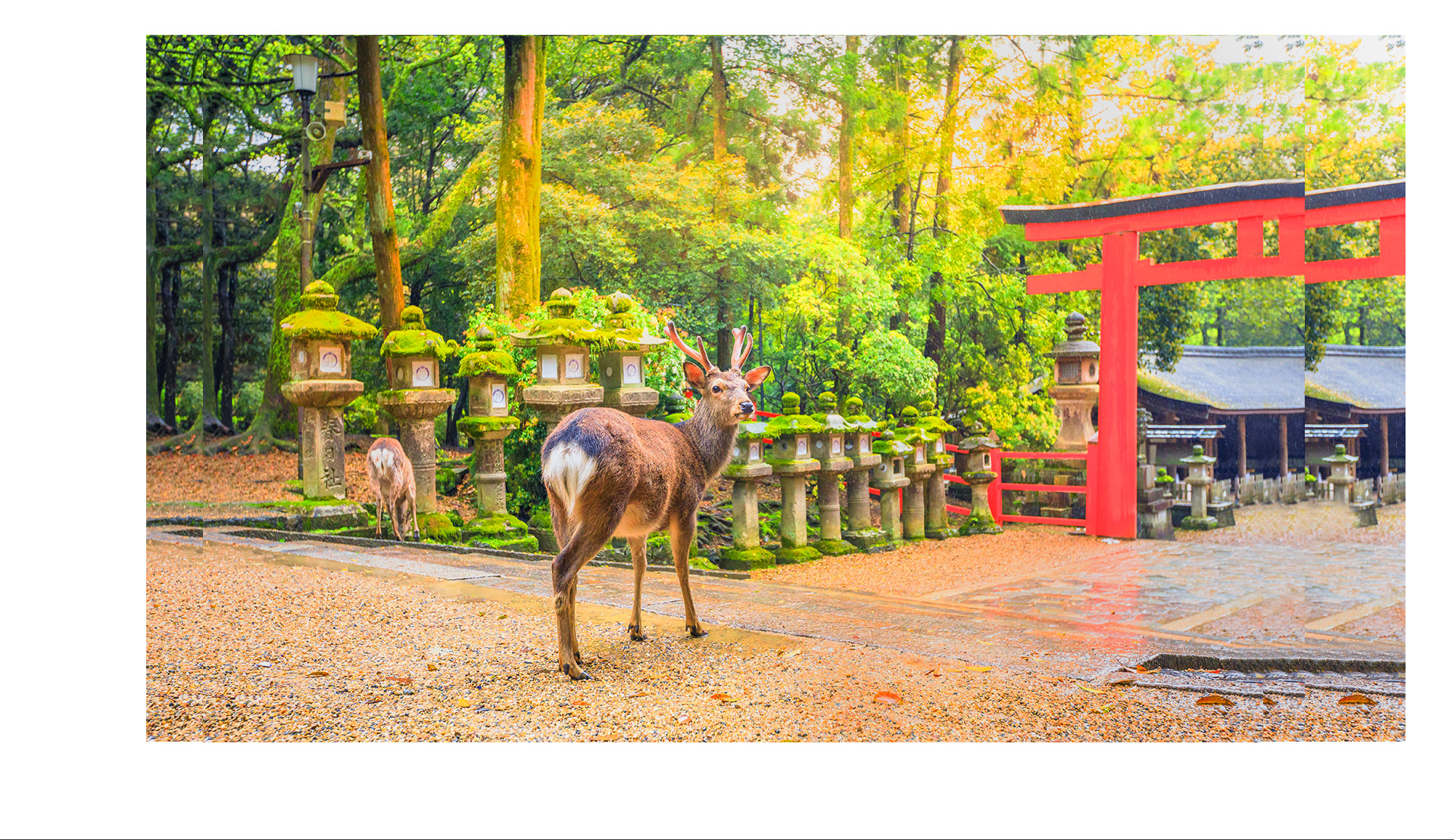 奈良公園